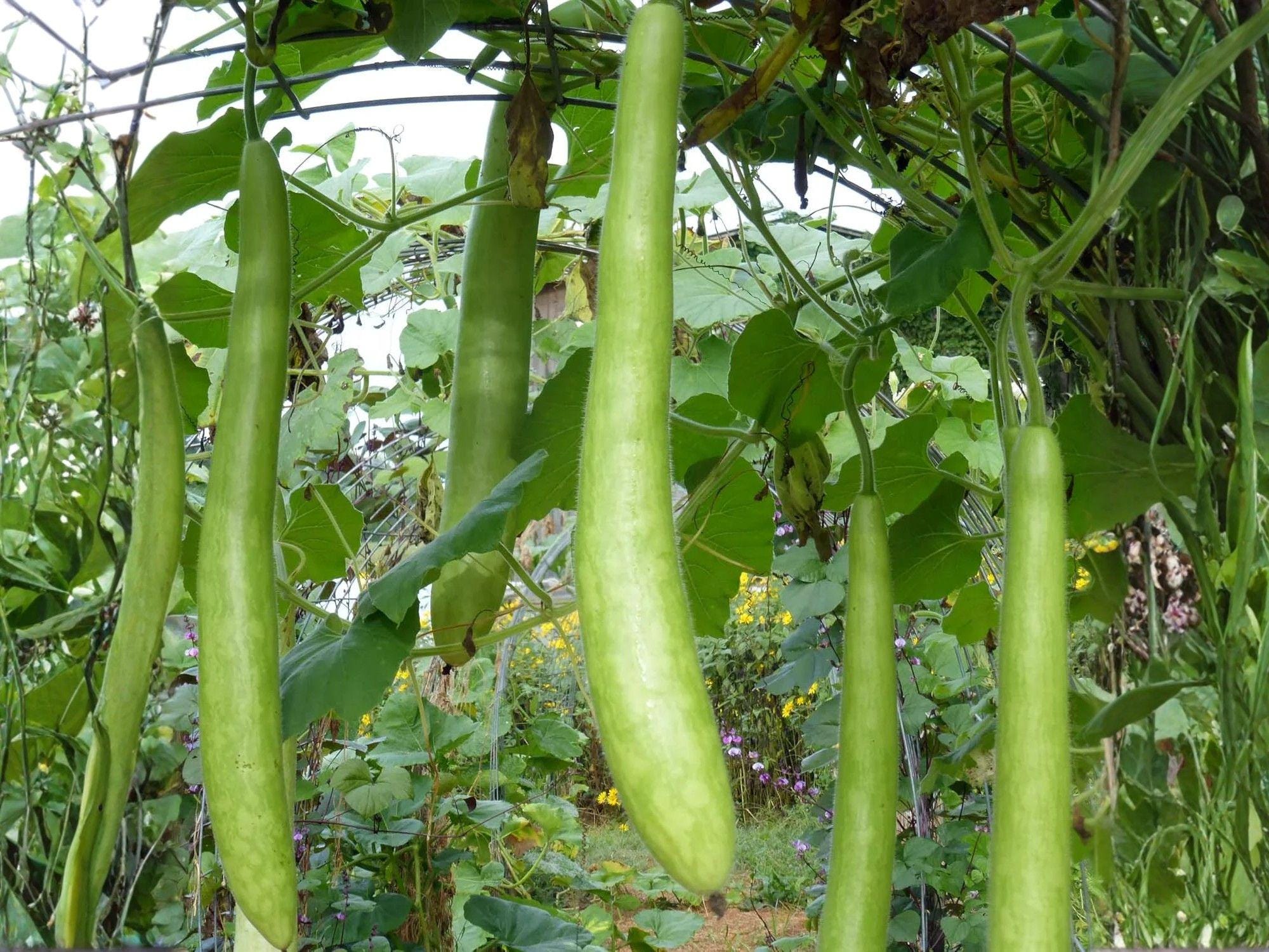 Cucuzzi Gourd Seeds – 10 Italian Edible Long Squash Seeds – Lagenaria siceraria Heirloom Climbing Vine for Italian Cuisine & Heirloom Gardens