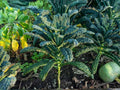 Lacinato Kale Seeds – Black Tuscan Heirloom, 500 Seeds, Italian Kale, Dinosaur Kale, Cold-Hardy, Heirloom Vegetable Seeds