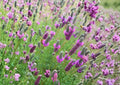 Purple Prairie Clover Seeds - Native Pollinator Friendly Flower - Dalea purpurea, Perennial, Drought Tolerant, Wildflower Meadow Seeds
