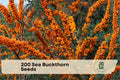 200 Sea Buckthorn Seeds - Edible Berry Shrub for Landscaping, Hippophae rhamnoides, Full Sun, Drought Tolerant
