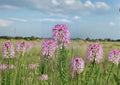 Rocky Mountain Bee Plant Seeds – Native Wildflower, Pollinator Friendly, Cleome serrulata, Vibrant Pink to Purple Blooms, Drought Tolerant