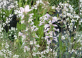 Penstemon Gracilis Seeds – Slender Beardtongue Native Perennial with Purple Blue Flowers, Drought Tolerant, Pollinator-Friendly, 100 Seeds