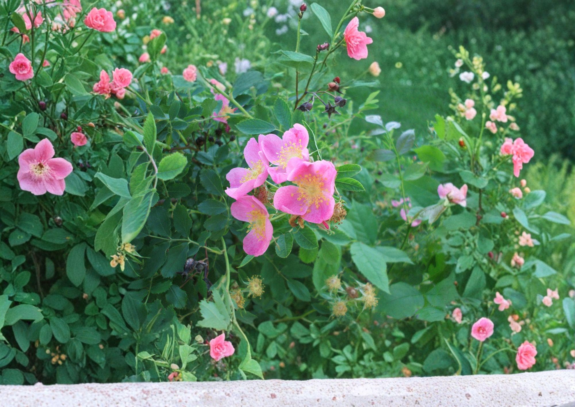 Rosa Arkansana Prairie Wild Rose Seeds – Fragrant Pink Flowers, Native Shrub for Prairie Gardens & Wildlife Habitat