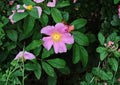 Rosa Palustris Swamp Rose Seeds – Native Fragrant Pink Flowers, Red Hips, Wetland Shrub, Wildlife-Friendly, 10 Premium Seeds