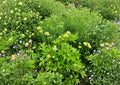 Anemone Virginiana Seeds – Native Perennial White Flowers & Seed Heads – Tall Thimbleweed, Wildflower for Pollinator Gardens