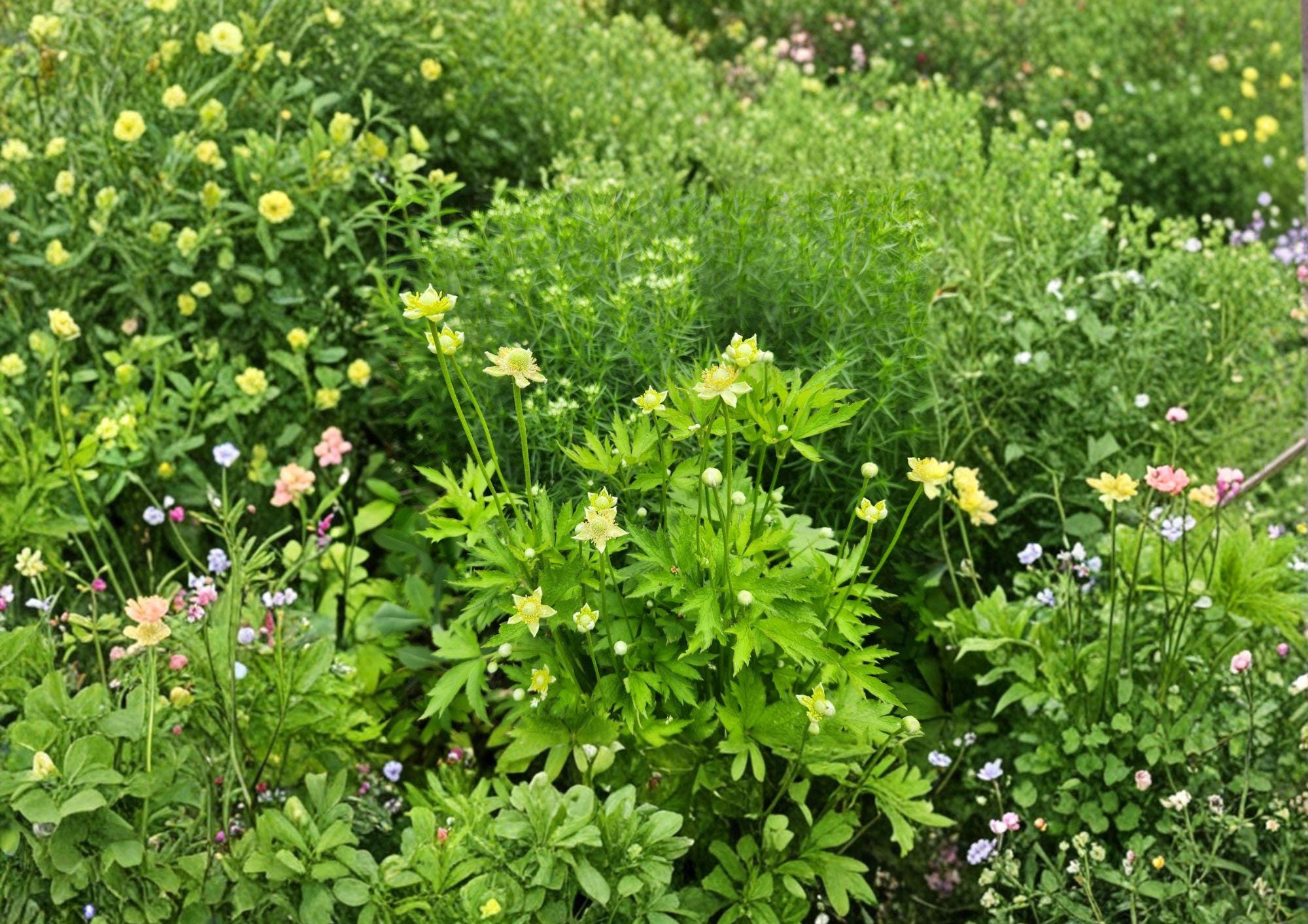 Anemone Virginiana Seeds – Native Perennial White Flowers & Seed Heads – Tall Thimbleweed, Wildflower for Pollinator Gardens