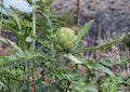 Green Globe Artichoke Seeds - Heirloom Gourmet Vegetable, Perennial, Large Green Flower Buds, Ornamental Foliage, Scientific Name: Cynara scolymus