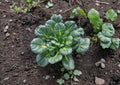 Tatsoi Seeds - Asian Leafy Green, Cold Hardy, 500 Seeds, Pak Choi, Compact Rosette, Fast-Growing, Edible Ornamental, Cool-Season Vegetable