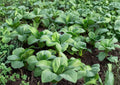 Pak Choi Seeds – Taisai Bok Choi, Asian Greens, Crisp White Stems, Tender Green Leaves, Fast-Growing, Cool-Season Vegetable, 500 Seeds