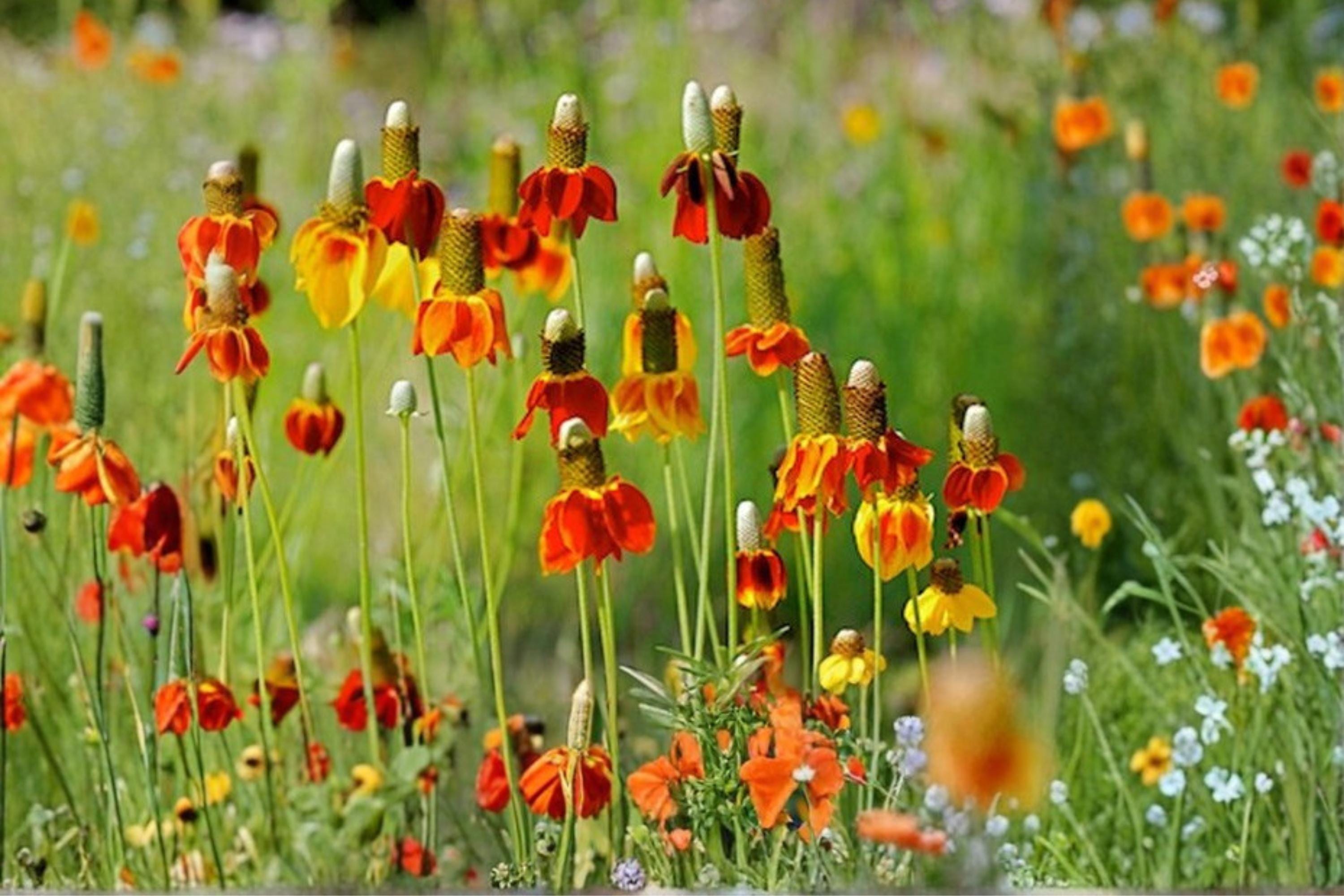 Prairie Coneflower Seeds 100 Pack – Native Wildflower Ratibida columnifera – Drought Tolerant Perennial for Pollinator Gardens