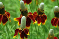 Mexican Hat Flower Seeds 250 Pack – Ratibida columnifera pulchra Native Pollinator Wildflower Drought Tolerant Perennial