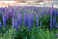 Blue Lupine Seeds – Native Perennial Wildflower for Pollinators – Lupinus perennis – Prairie Garden Flower (25 Seeds)