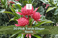 Pink Torch Ginger Seeds – 20 Tropical Ornamental Plants, Pink Flowers, Etlingera elatior for Warm Climate Gardens