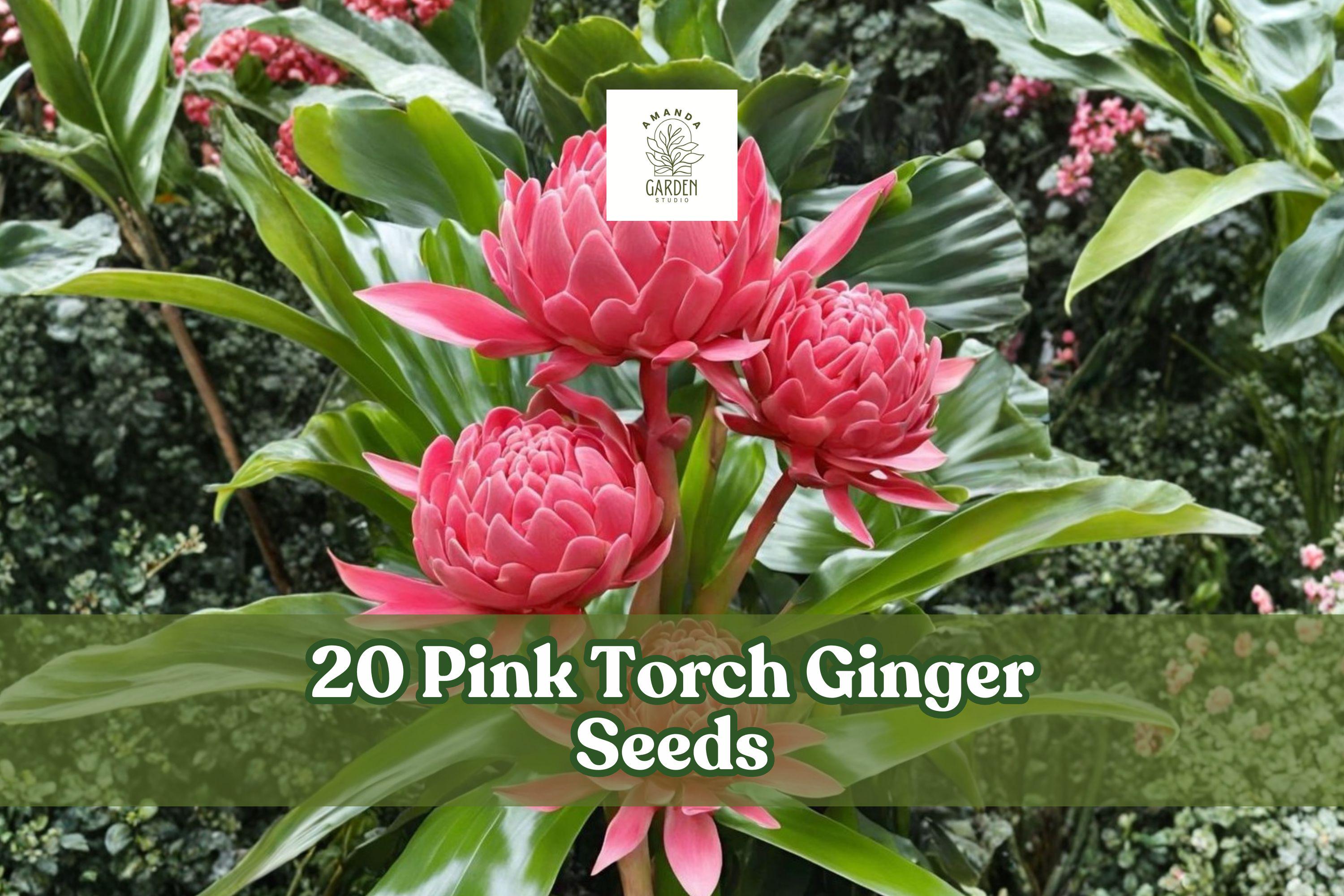 Pink Torch Ginger Seeds – 20 Tropical Ornamental Plants, Pink Flowers, Etlingera elatior for Warm Climate Gardens
