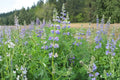Riverbank Lupine Seeds 15 Pack – Lupinus rivularis Native Blue Wildflower for Pollinator Gardens & Meadow Restoration