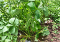 Provider Green Bush Bean Seeds – Heirloom Stringless Snap, Early Harvest, Compact Bush, Green Pods, 25 Seeds