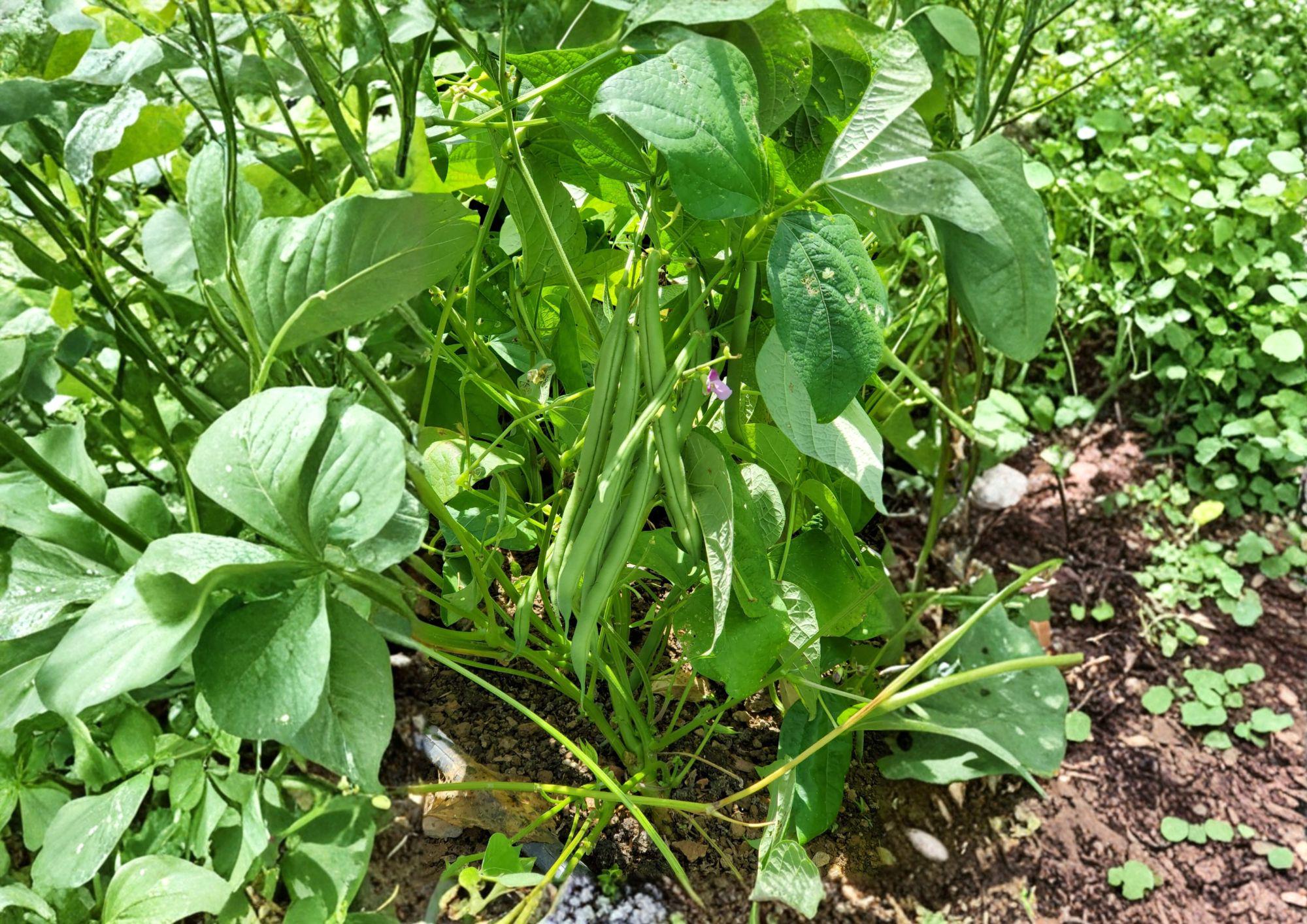 Provider Green Bush Bean Seeds – Heirloom Stringless Snap, Early Harvest, Compact Bush, Green Pods, 25 Seeds