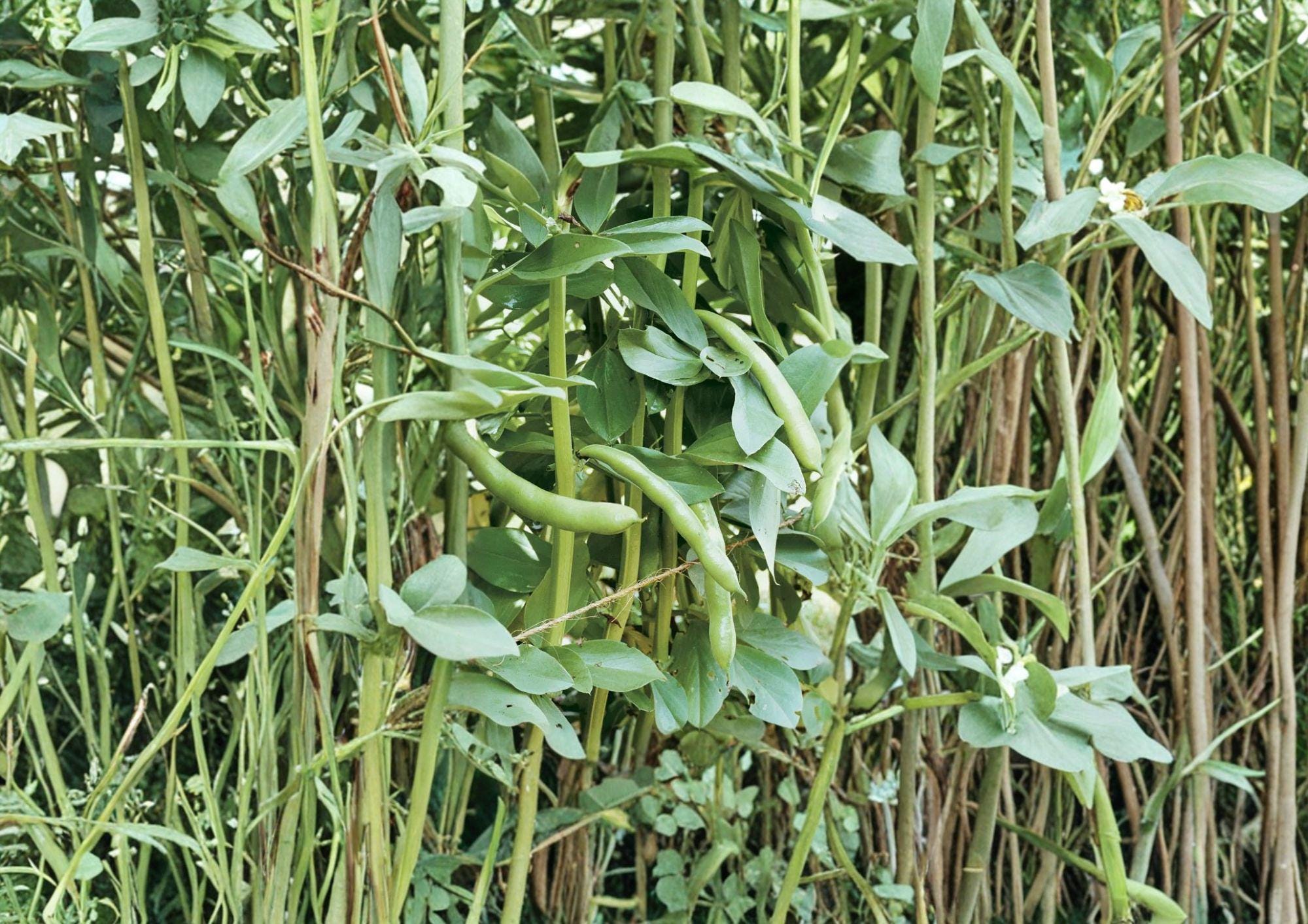 Fava Bean Seeds - Heirloom Broad Bean, Cool-Season Vegetable, Edible Pods, Organic, 10 Seeds