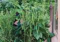 Petite Filet French Bean Seeds - Gourmet Haricot Vert, 50 Seeds, Slim Tender Pods, French Heirloom, Edible Green Beans