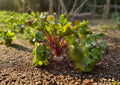 Detroit Dark Red Beet Seeds - 500 Heirloom, Sweet Flavor, Globe-Shaped Roots, Beta vulgaris