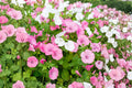 Dwarf Rose Mallow Seeds Mix – 40 Pack, Annual Flowers for Cottage Gardens, Borders & Containers, Lavatera trimestris