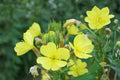 Evening Primrose Seeds 200 Oenothera Lamarckiana Yellow Night Blooming Flower Pollinator Garden Plant