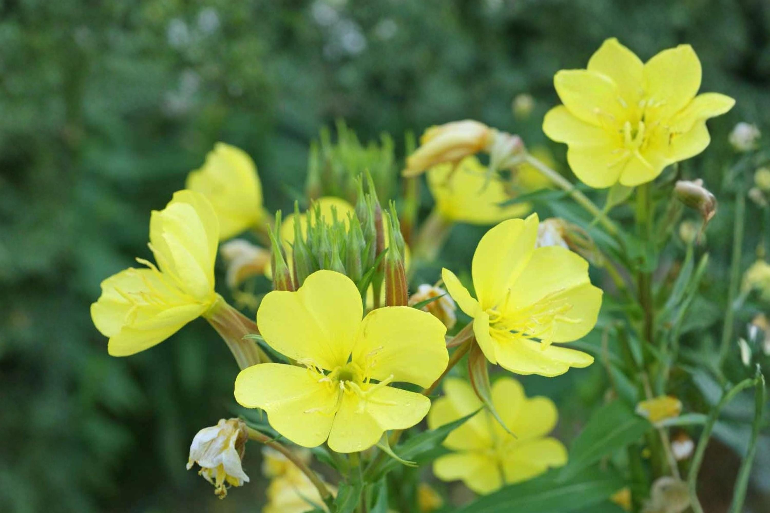 Evening Primrose Seeds 200 Oenothera Lamarckiana Yellow Night Blooming Flower Pollinator Garden Plant