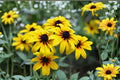 Black Eyed Susan Seeds Bulk – Rudbeckia hirta – Yellow Wildflower for Pollinator Gardens & Prairie Restoration