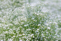 Baby’s Breath Seeds – Gypsophila elegans ‘Covent Garden White’ – White Annual Cut Flower Garden, 100 Seeds