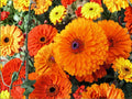 Calendula Seeds Pacific Beauty Orange – Pot Marigold Annual Flower, Bright Orange Blooms, Calendula officinalis, 100 Seeds