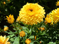 Calendula Seeds Pacific Beauty Dark Yellow – Pot Marigold Annual Flower, 100 Seeds, Bright Golden Blooms, Calendula officinalis