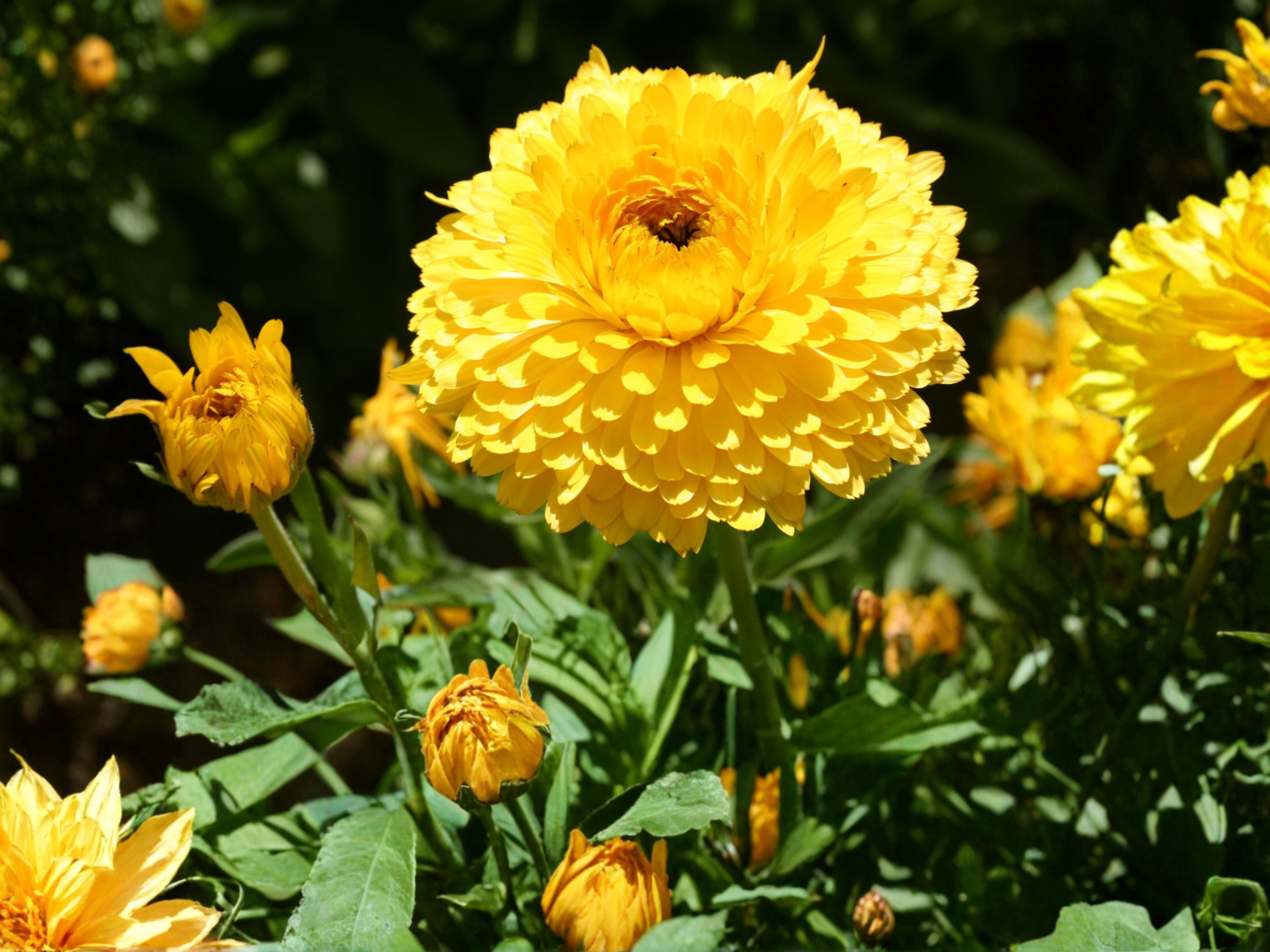 Calendula Seeds Pacific Beauty Dark Yellow – Pot Marigold Annual Flower, 100 Seeds, Bright Golden Blooms, Calendula officinalis