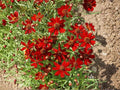 Dwarf Red Coreopsis Seeds (250) – Wildflower, Pollinator Garden, Coreopsis tinctoria ‘Dwarf Red’