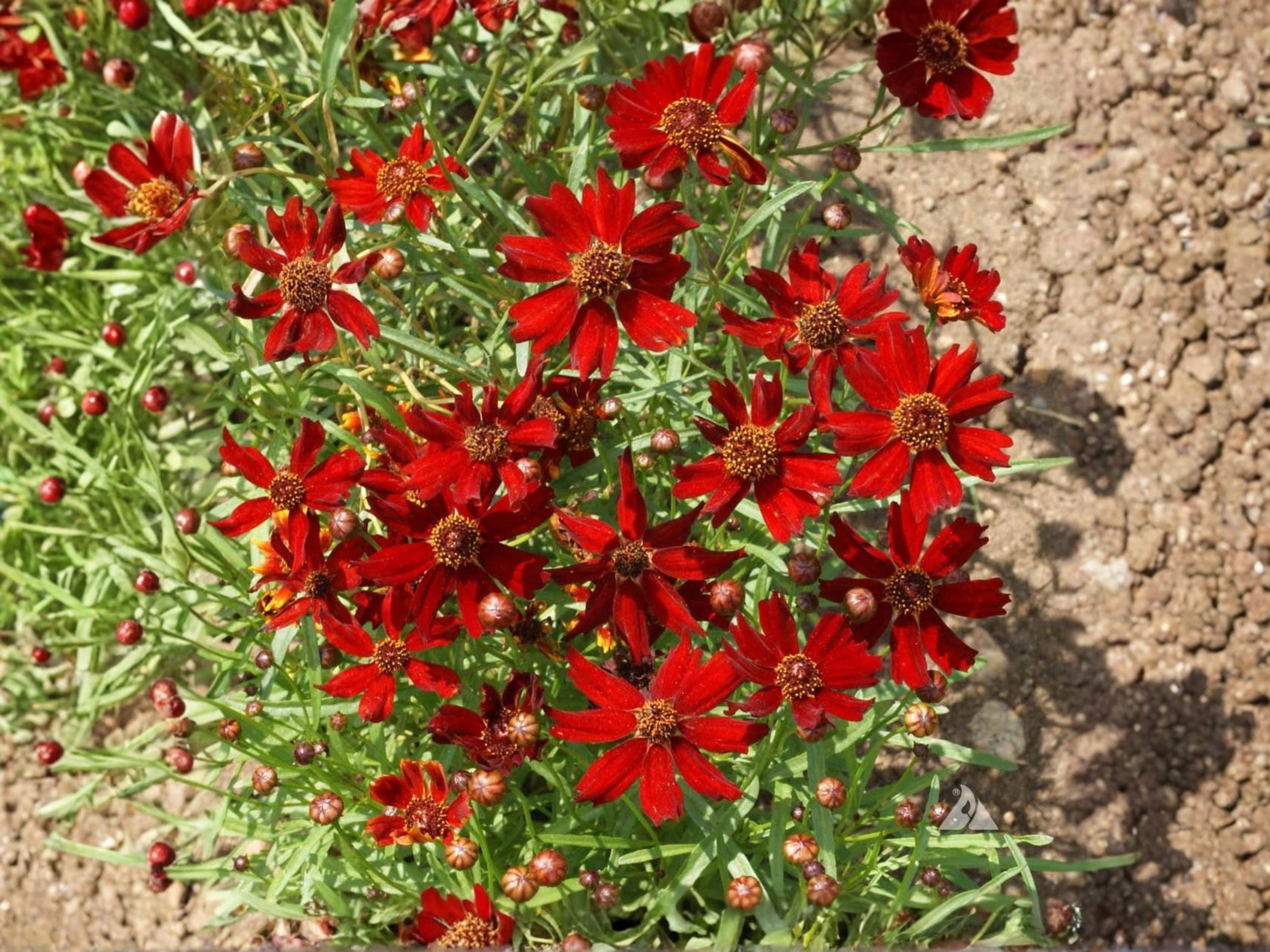 Dwarf Red Coreopsis Seeds (250) – Wildflower, Pollinator Garden, Coreopsis tinctoria ‘Dwarf Red’