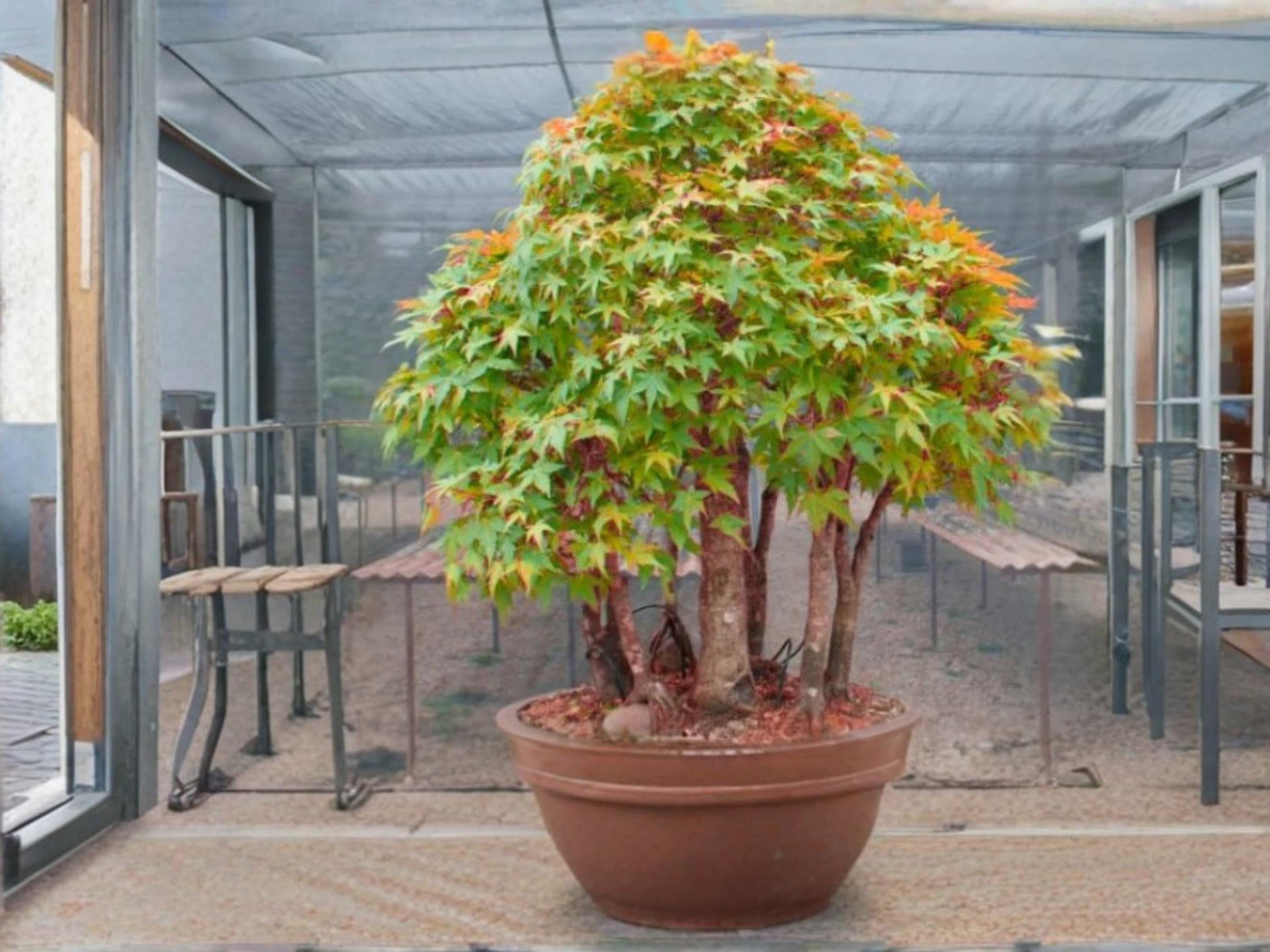 Elegant Chinese Maple Seeds (10) – Acer elegantulum – Rare Ornamental Deciduous Tree for Landscape & Bonsai