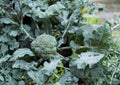 Waltham 29 Broccoli Seeds - 500 Heirloom, Cold Hardy, Blue-Green Heads, High Yield, Vegetables, Non-GMO