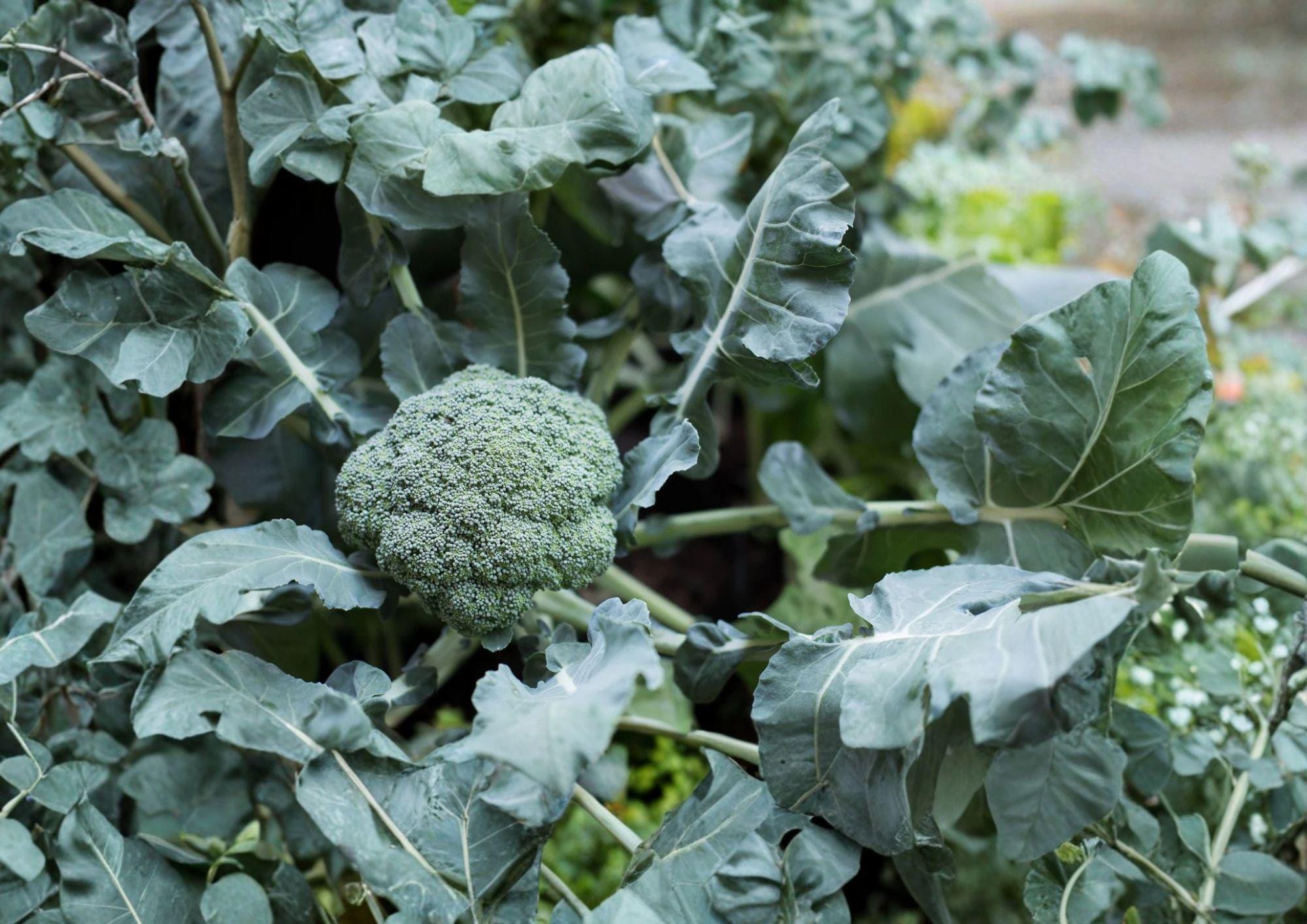 Waltham 29 Broccoli Seeds - 500 Heirloom, Cold Hardy, Blue-Green Heads, High Yield, Vegetables, Non-GMO