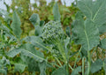 Calabrese Broccoli Seeds - Italian Heirloom, Green Sprouting, 500 Seeds, Vegetable Garden, Fertile Soil, Cool-Season Crop