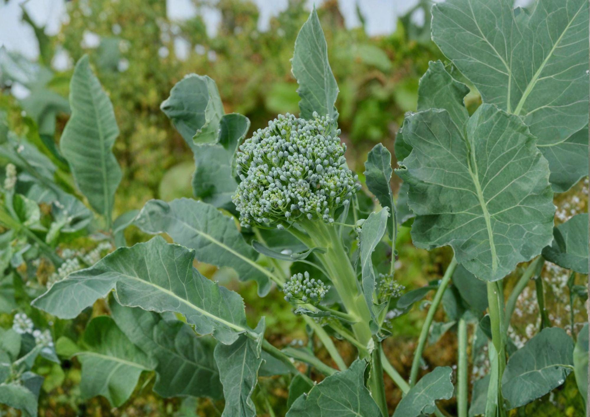Calabrese Broccoli Seeds - Italian Heirloom, Green Sprouting, 500 Seeds, Vegetable Garden, Fertile Soil, Cool-Season Crop