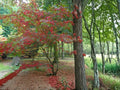 Green Barked Maple Seeds (Acer grosseri) – Rare Ornamental Landscape Tree, Striped Green Bark, Deciduous Tree, Collector-Friendly Seeds