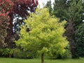 Boxelder Maple Seeds (10) – Acer negundo – Hardy Fast-Growing Shade Tree for Landscaping