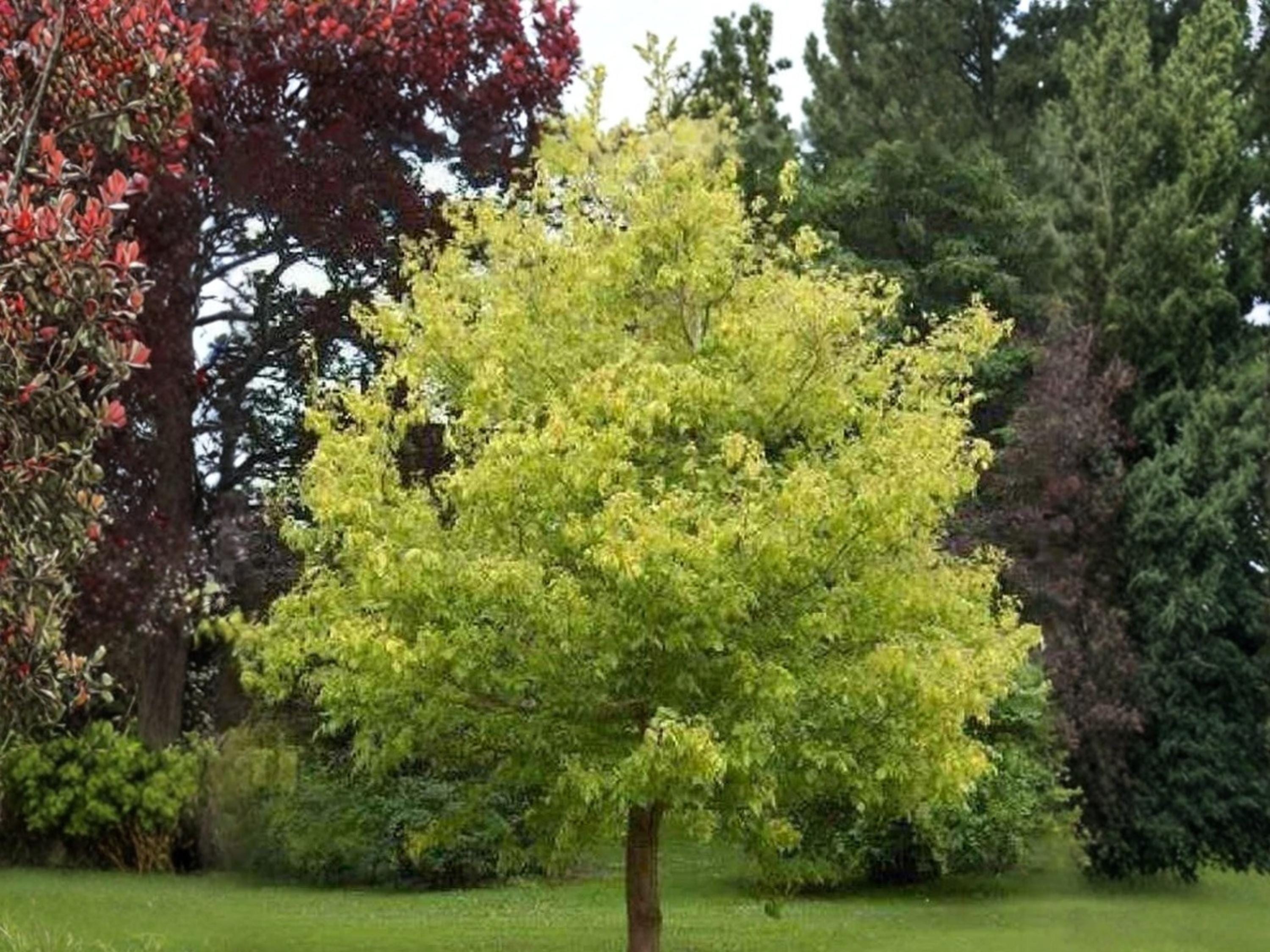 Boxelder Maple Seeds (10) – Acer negundo – Hardy Fast-Growing Shade Tree for Landscaping