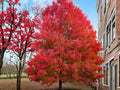 Red Maple Tree Seeds (10) – Acer rubrum, Fast Growing Shade Tree, Deciduous, Brilliant Red Fall Foliage