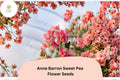 50+ Anne Barron Sweet Pea Seeds | Soft Pink Climbing Flower | Lathyrus odoratus ‘Anne Barron’ | Garden Trellis & Fence Plant