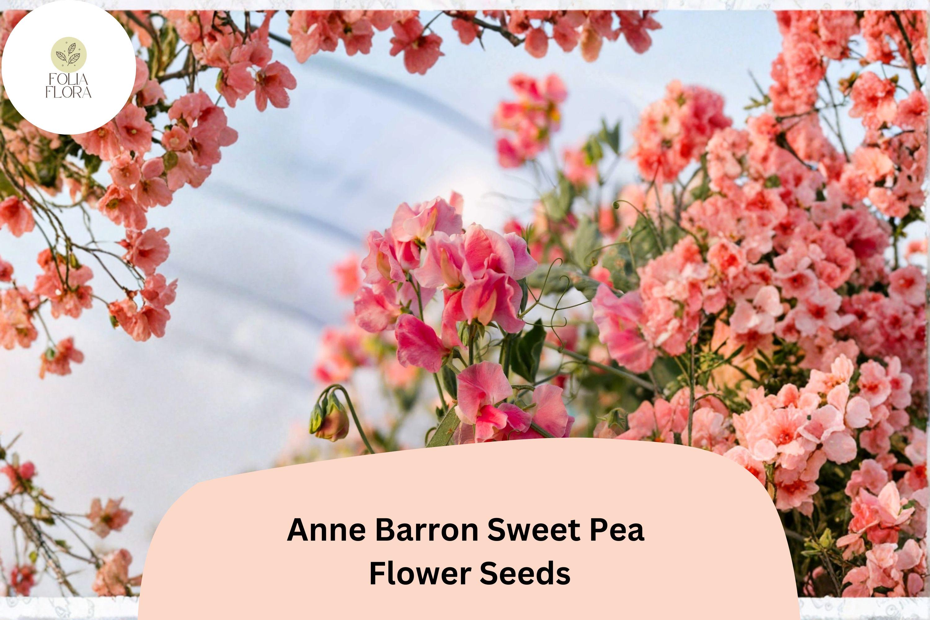 50+ Anne Barron Sweet Pea Seeds | Soft Pink Climbing Flower | Lathyrus odoratus ‘Anne Barron’ | Garden Trellis & Fence Plant