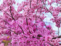 Giant Redbud Seeds (10) – Cercis gigantea – Ornamental Flowering Tree with Pink Spring Blooms