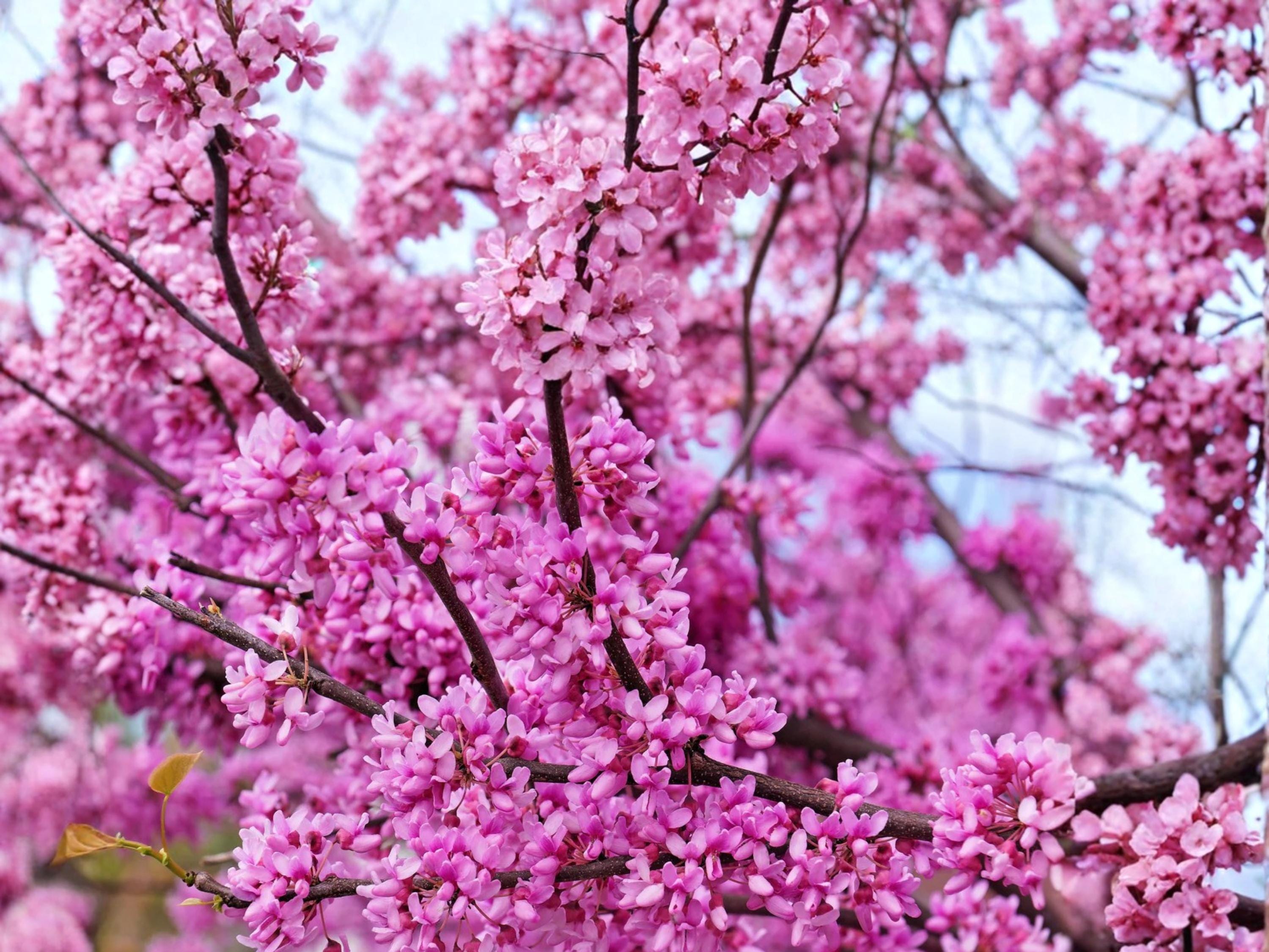 Giant Redbud Seeds (10) – Cercis gigantea – Ornamental Flowering Tree with Pink Spring Blooms