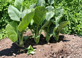 Kailaan Seeds 300 Open Pollinated Chinese Broccoli Gai Lan for Home Gardens, Stir-Fry, and Asian Cuisine