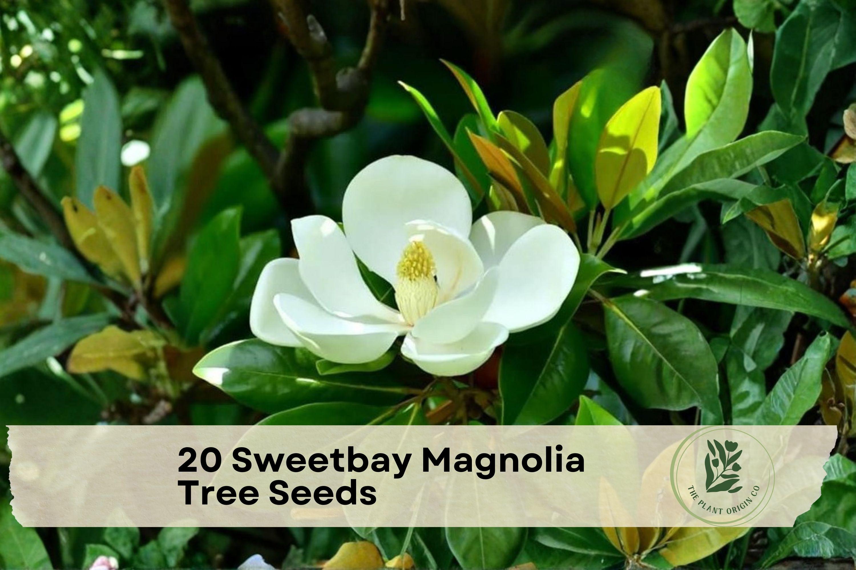 Sweetbay Magnolia Seeds, Magnolia virginiana, Native Tree for Garden, Woodland, Landscape, Fragrant White Blooms
