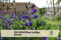 Wild Blue Indigo Seeds - Native Baptisia australis Perennial with Indigo Blue Flowers for Borders & Pollinator Gardens